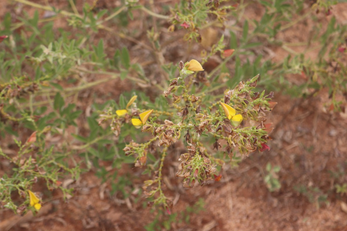 Crotalaria lunulata B.Heyne ex Wight & Arn.